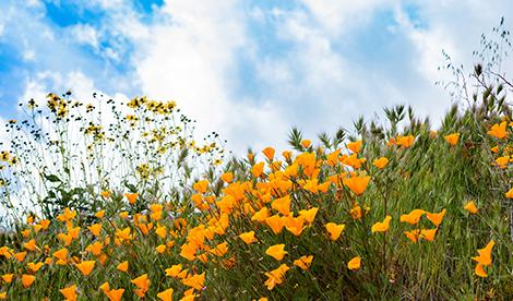 California Poppies